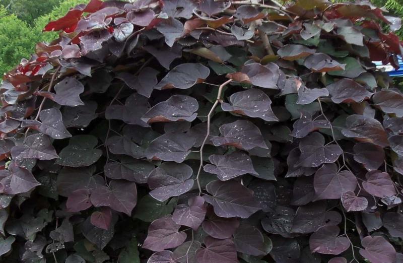 《庆余年》言冰云是正派还是反派?范闲死了吗?‘kaiyun开云官方在线登录’(图1) kaiyun网页登录入口