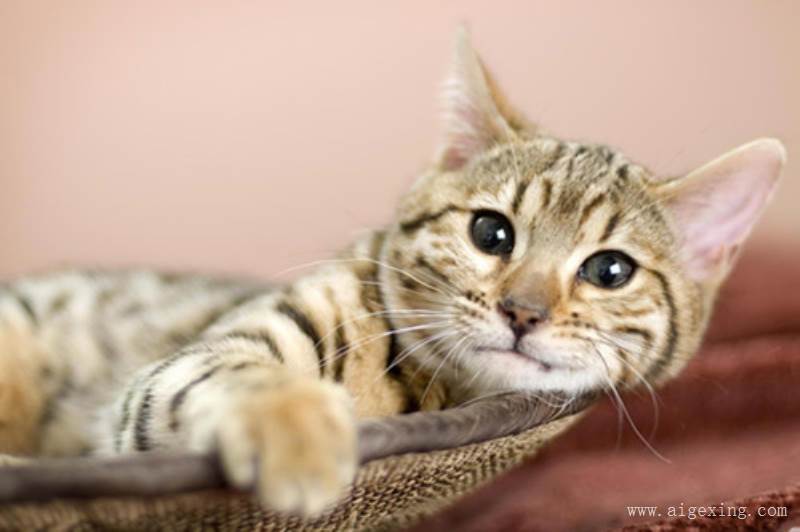 北方港口持续低库存市场煤价格仍会下跌‘kaiyun网页登录入口’(图3) kaiyun开云官方在线登录